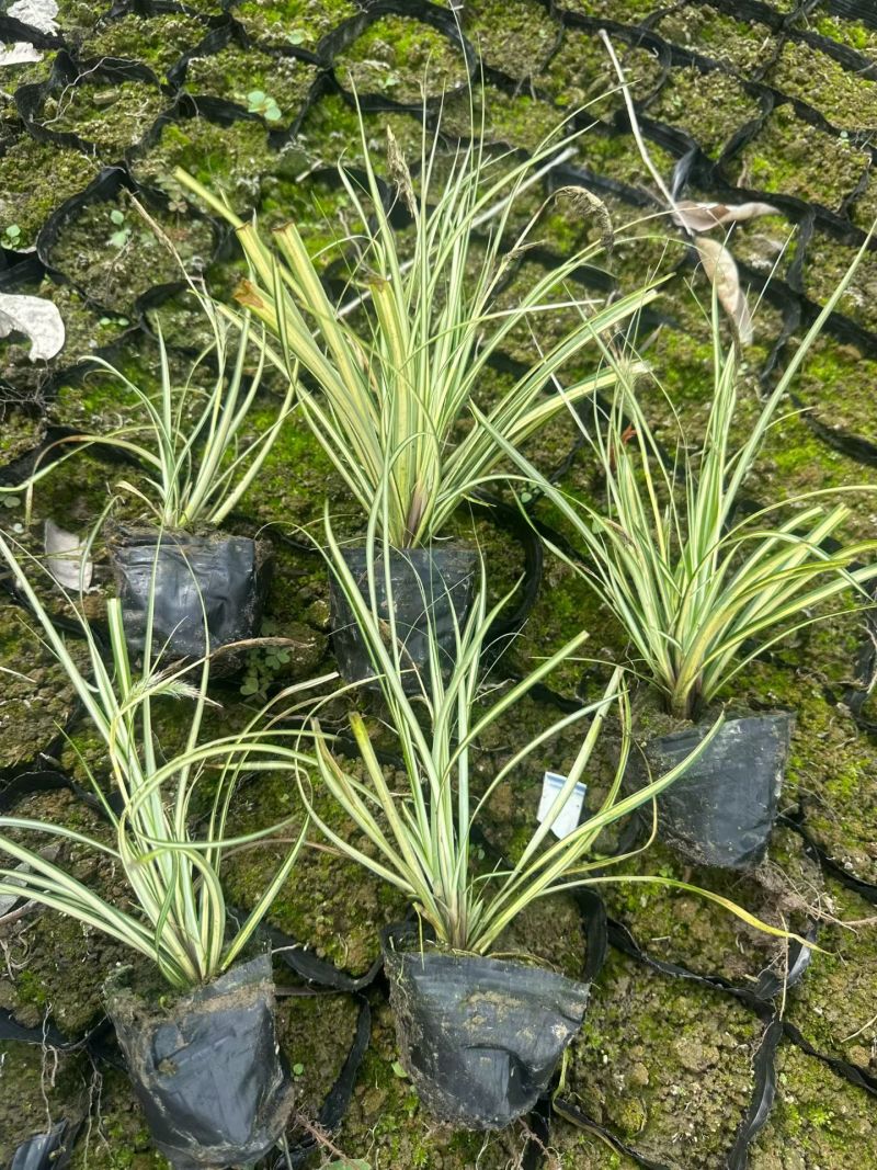 地被植物金叶苔草大黑杯、小黑杯，基地有量，欢迎订购。