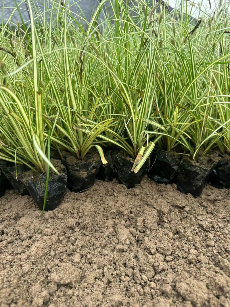 地被植物金叶苔草大黑杯、小黑杯，基地有量，欢迎订购。