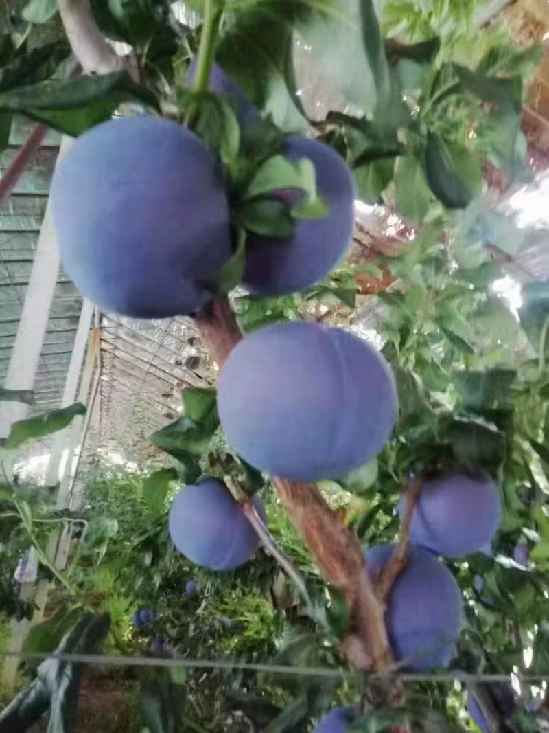 黑布林李子