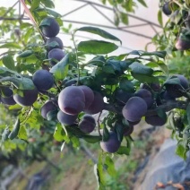 黑布林李子