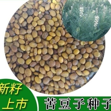 苦豆种子牧草种子耐旱耐寒喜温耐热田园农家多种植可绿化观赏