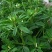 苦豆种子牧草种子耐旱耐寒喜温耐热田园农家多种植可绿化观赏