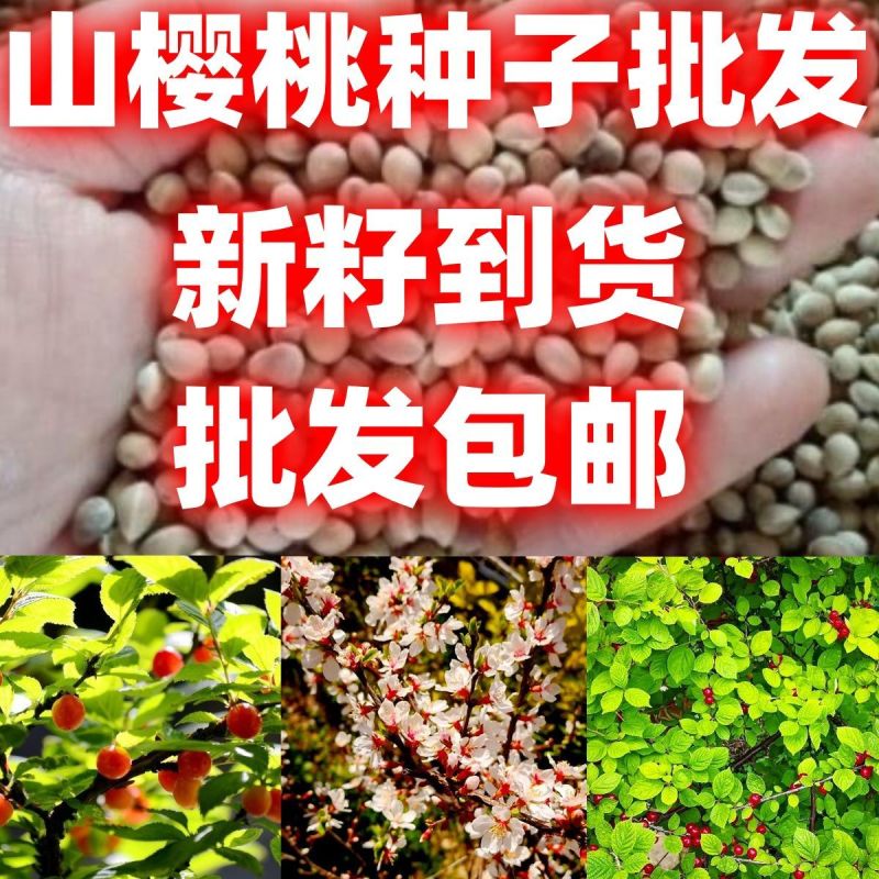 新采樱桃种子山樱桃种子大青叶樱桃种子沙藏樱桃种子批发