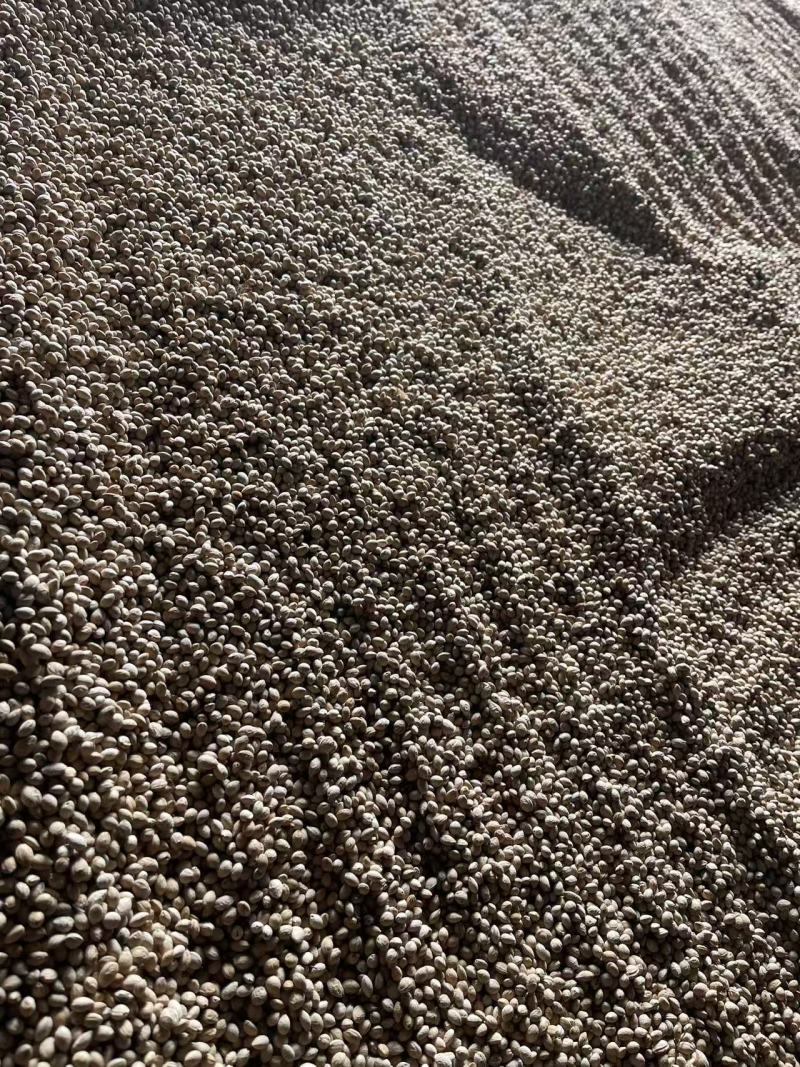 新采樱桃种子山樱桃种子大青叶樱桃种子沙藏樱桃种子批发