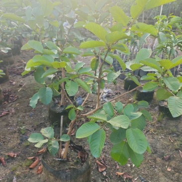 红宝石芭乐1-3分