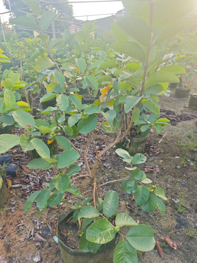 红宝石芭乐1-3分