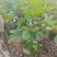 红宝石芭乐1-3分