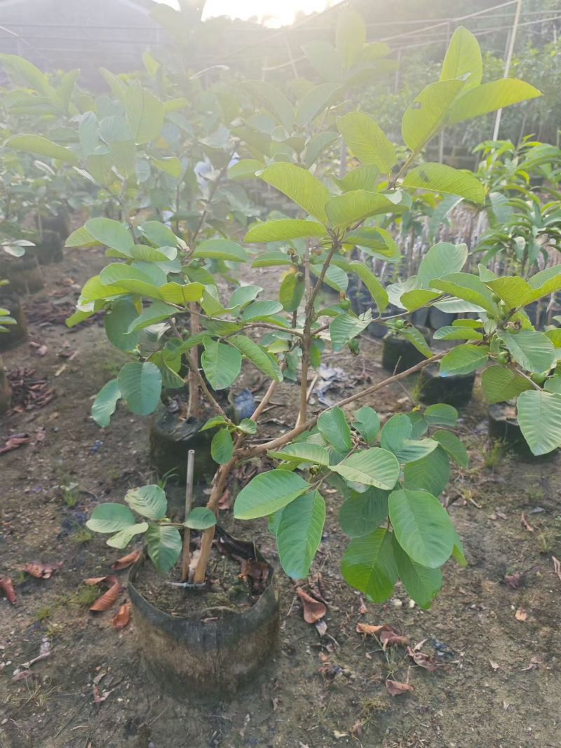 红宝石芭乐1-3分