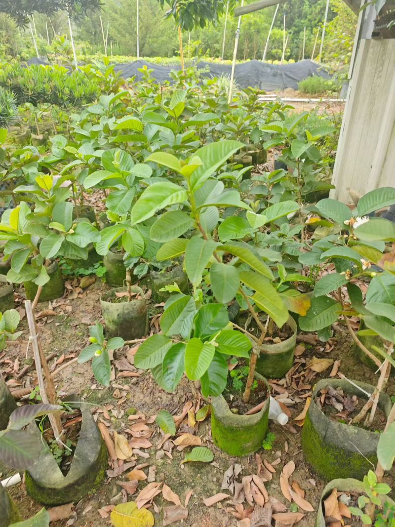 红宝石芭乐1-3分