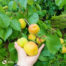 山东凯特杏产地现摘现发货，对接电商市场，商超团购要货质