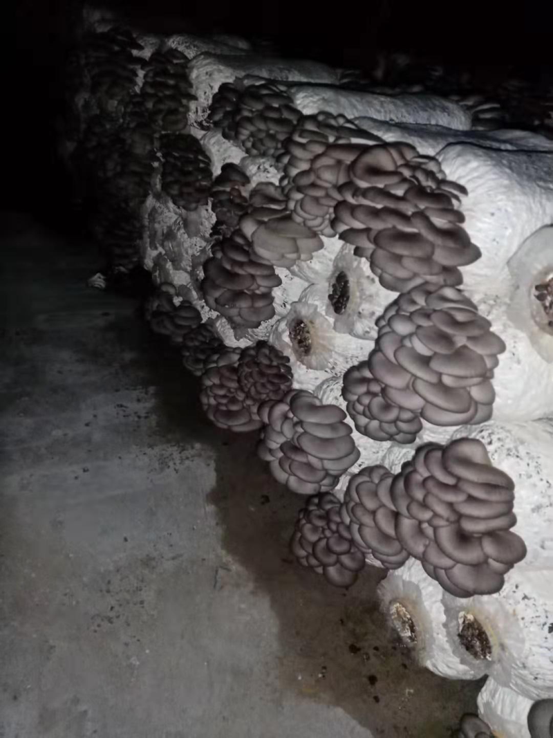 安徽平菇原种平菇栽培种平菇菌种基地直接发货