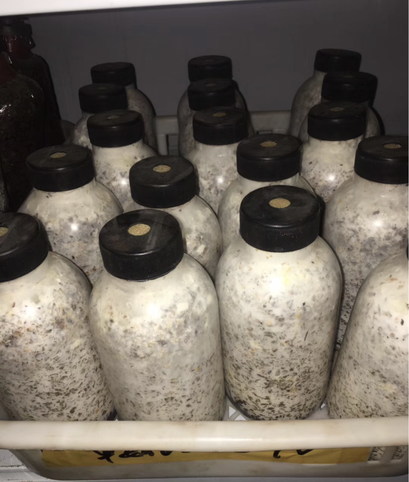 安徽平菇原种平菇栽培种平菇菌种基地直接发货