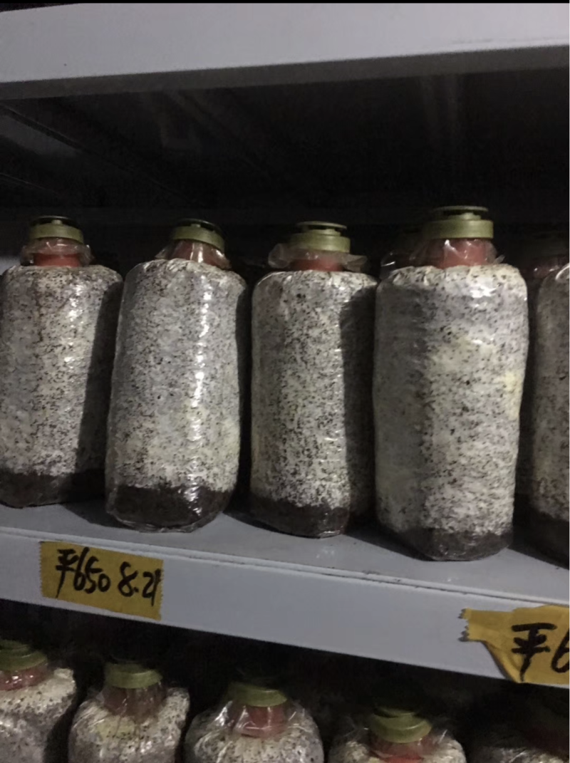 安徽平菇原种平菇栽培种平菇菌种基地直接发货