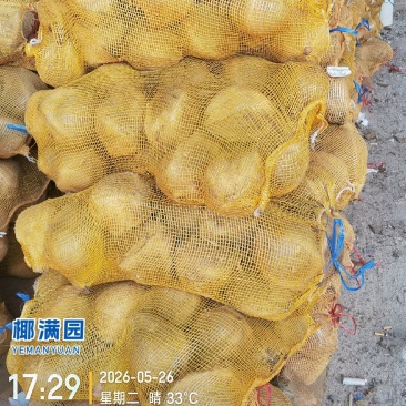 海南老椰子【特产】规格齐全，炖汤、清补凉或制作椰子碗