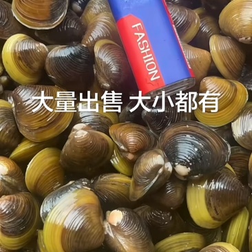 蚬