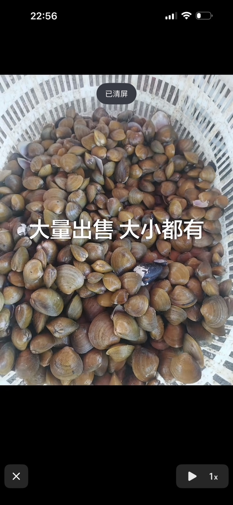 蚬