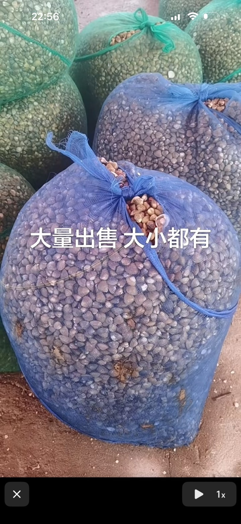 蚬