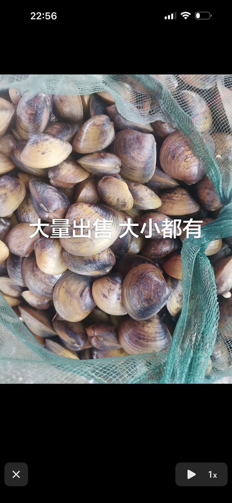 蚬
