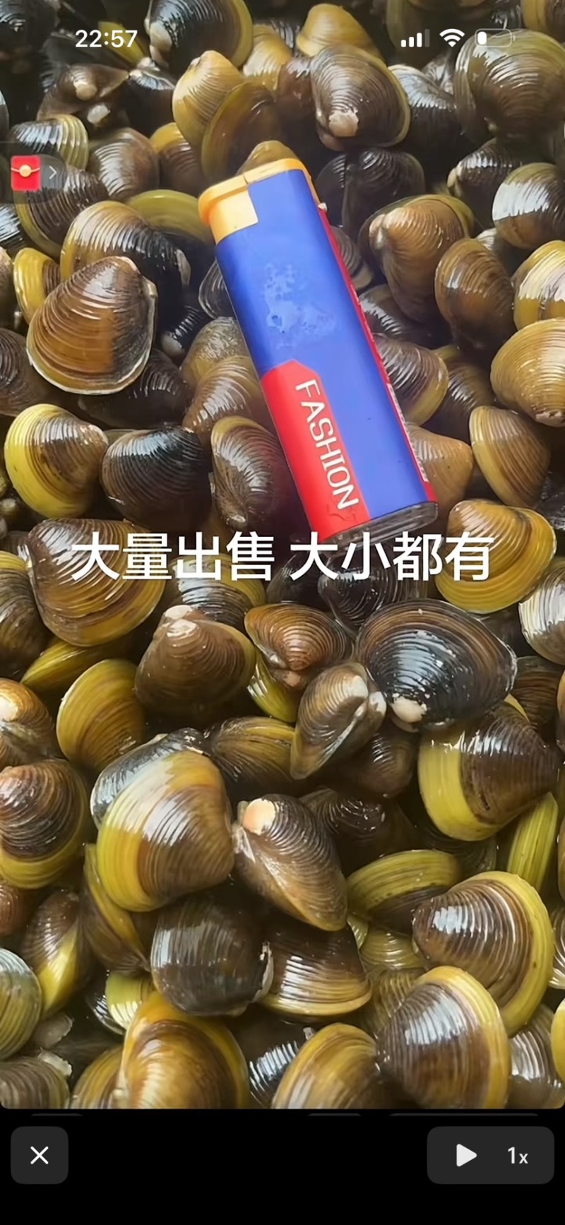蚬