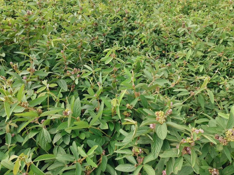 黑小叶千斤拔药材干货供应