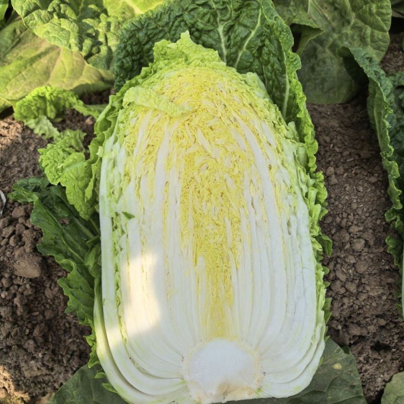宏硕冬俊一代杂交黄心大白菜越冬型白菜秋播冬储耐抽抗病白菜