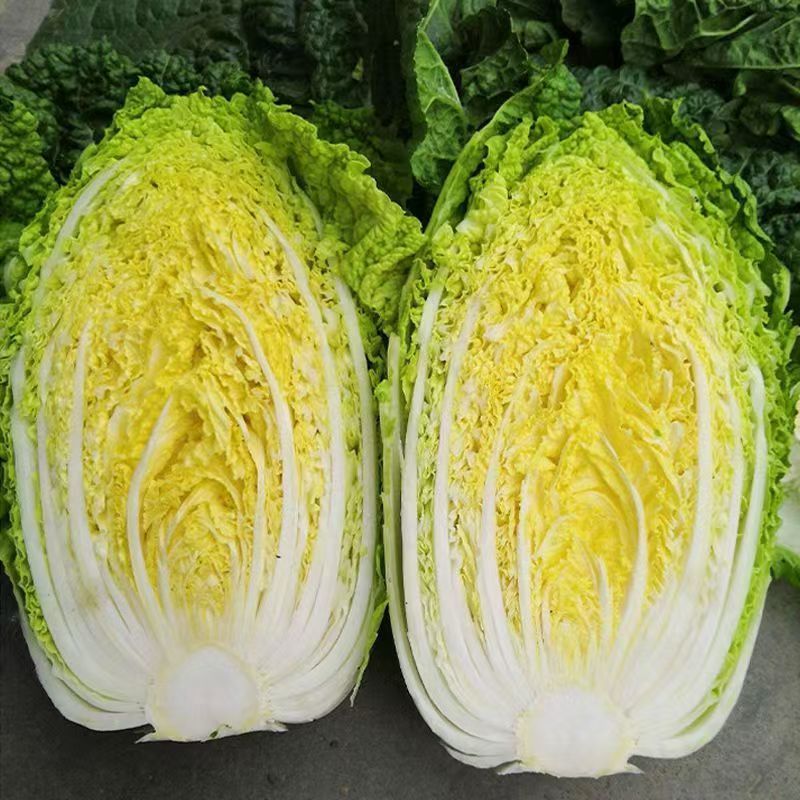 宏硕冬俊一代杂交黄心大白菜越冬型白菜秋播冬储耐抽抗病白菜