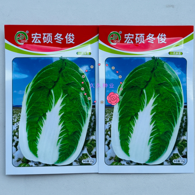 宏硕冬俊一代杂交黄心大白菜越冬型白菜秋播冬储耐抽抗病白菜