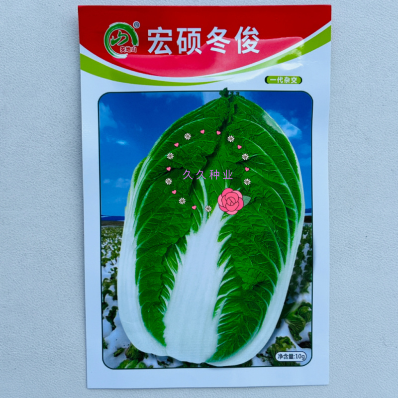 宏硕冬俊一代杂交黄心大白菜越冬型白菜秋播冬储耐抽抗病白菜