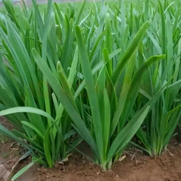 韭菜
