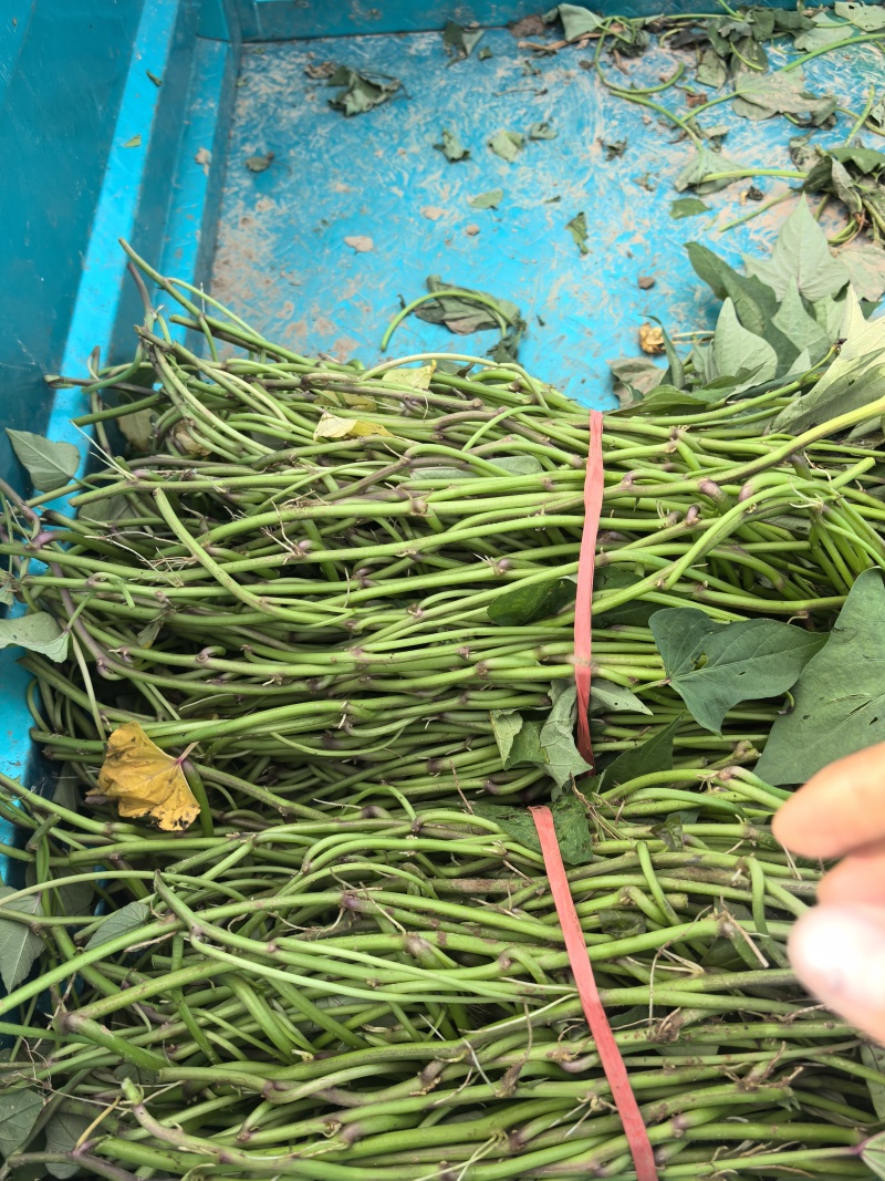 冰糖心哈密红薯苗基地直供，量大从优，成活率高，技术指导