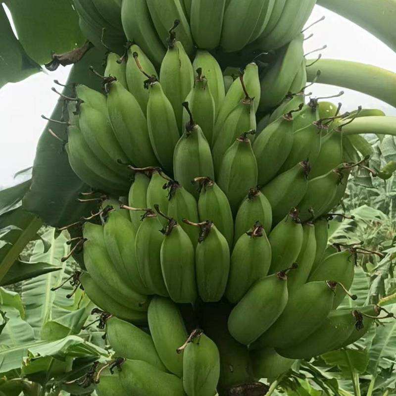 芭蕉，西贡蕉
