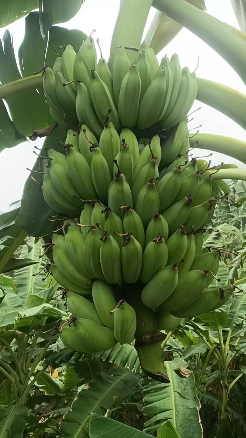 芭蕉，西贡蕉
