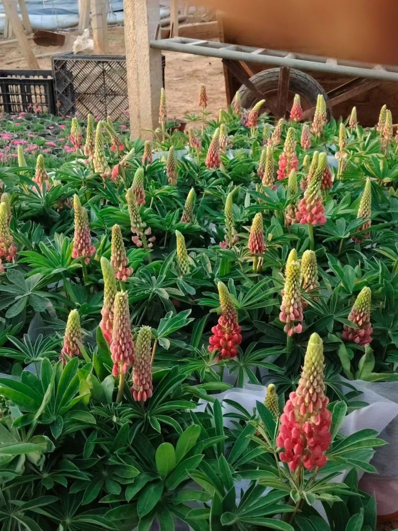 优质花境植物鲁冰花种植基地，羽扇豆，基地直发