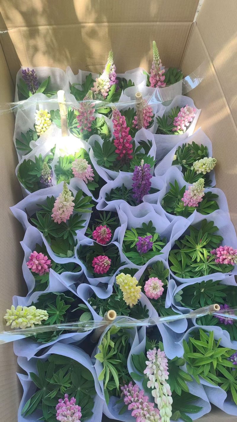 优质花境植物鲁冰花种植基地，羽扇豆，基地直发