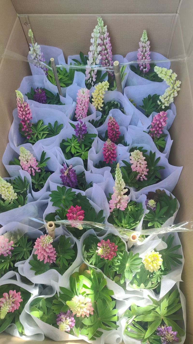 优质花境植物鲁冰花种植基地，羽扇豆，基地直发