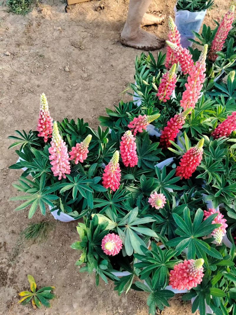 优质花境植物鲁冰花种植基地，羽扇豆，基地直发