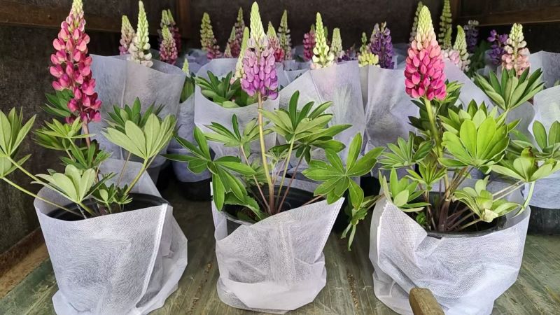 优质花境植物鲁冰花种植基地，羽扇豆，基地直发