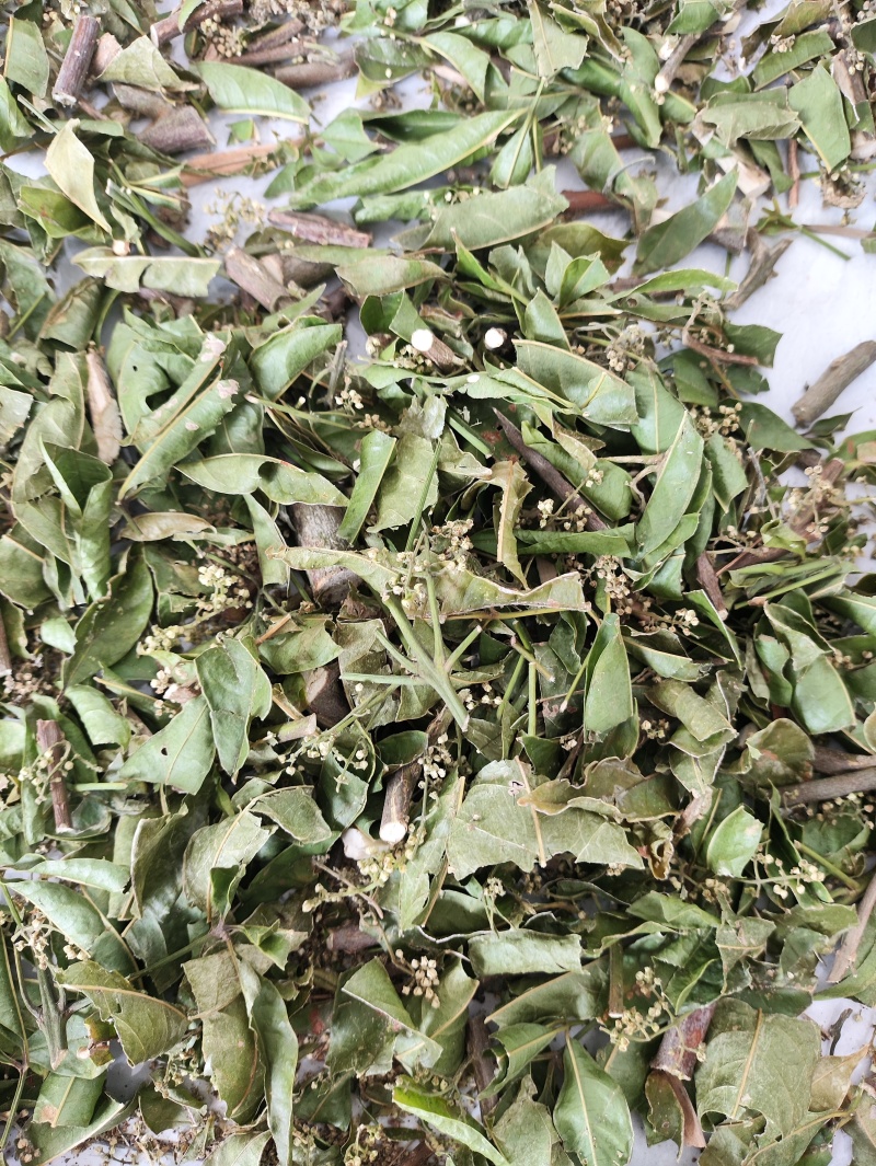 正品野生三叉苦三桠苦三叉虎三丫苦干品