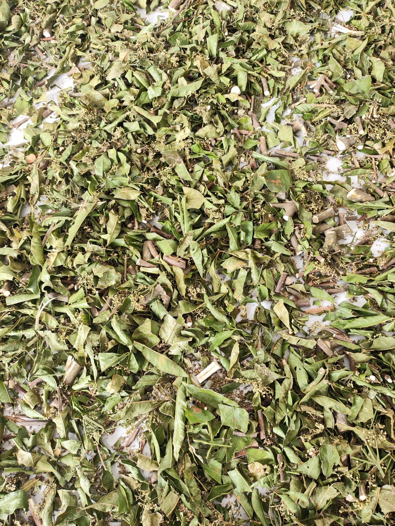 正品野生三叉苦三桠苦三叉虎三丫苦干品