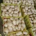 精品沃土，226，西森土豆3两通天产地直发量大价优