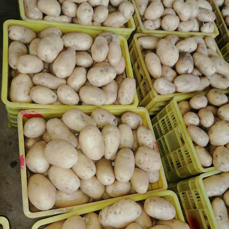 精品沃土，226，西森土豆3两通天产地直发量大价优