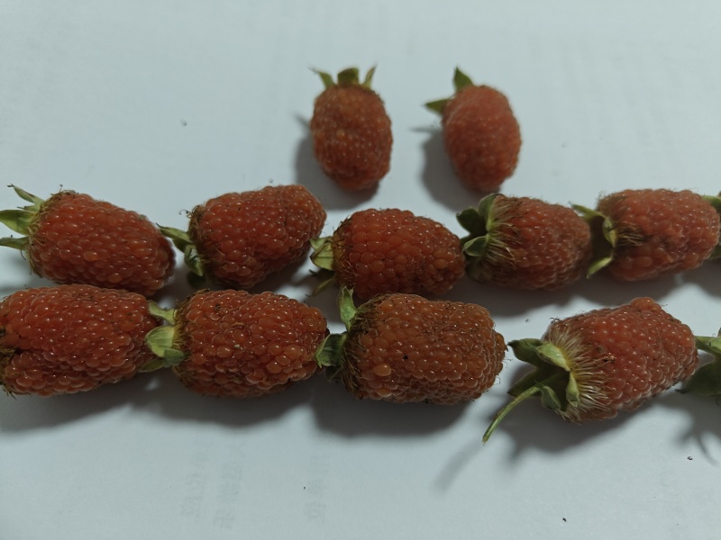 新品种长果裸根小苗