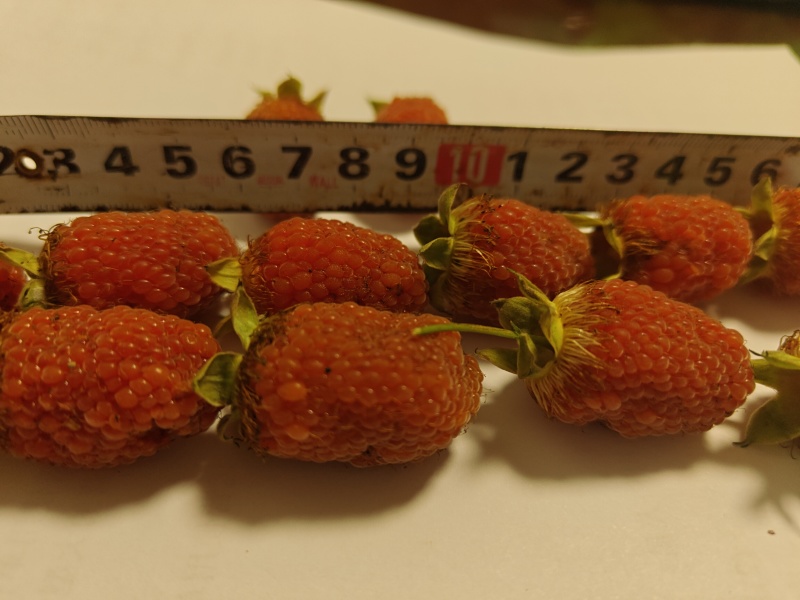 新品种长果裸根小苗