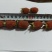新品种长果裸根小苗