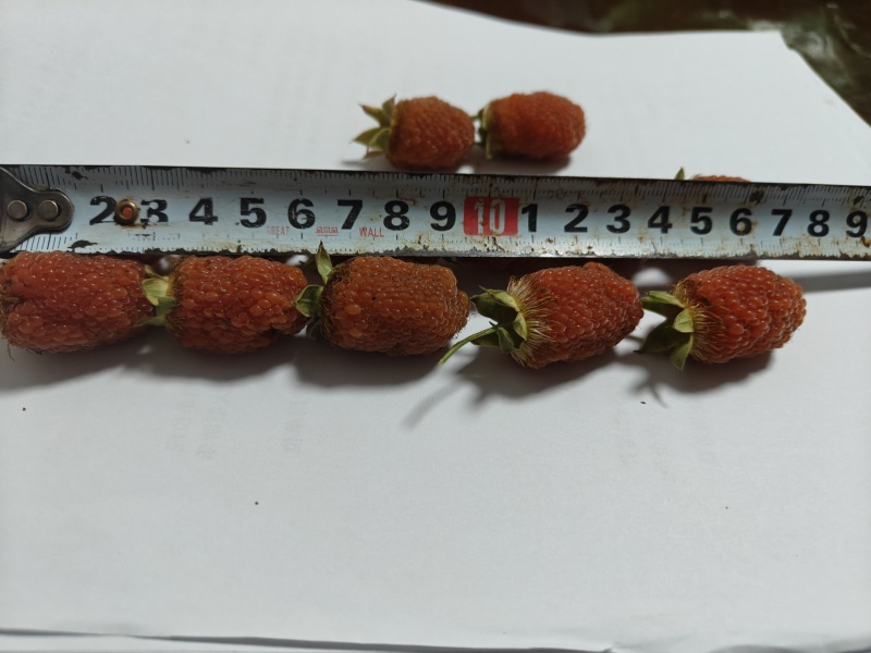 新品种长果裸根小苗