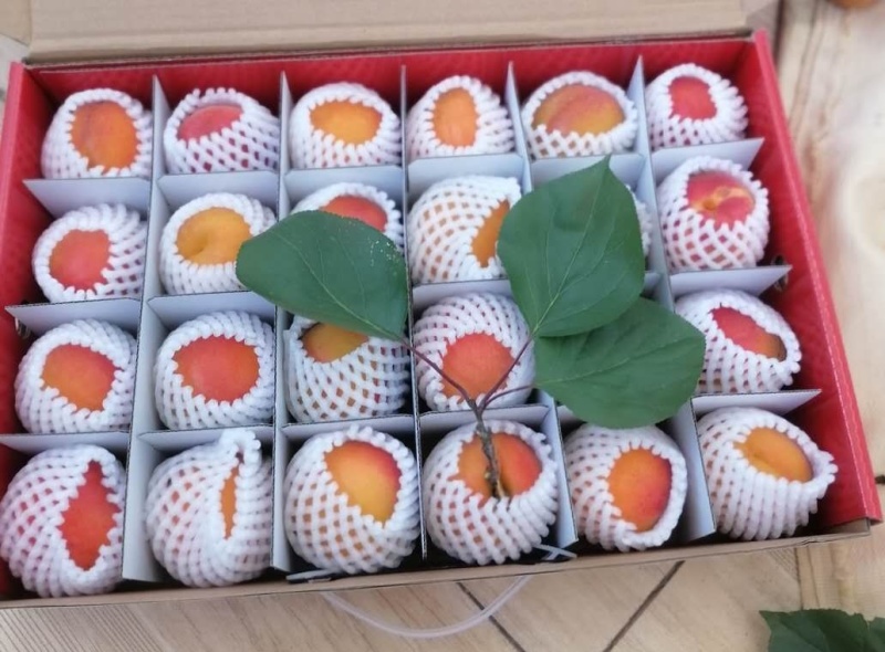 崂山蜜杏，个大味甜
