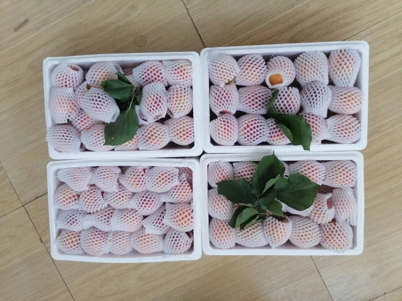 崂山蜜杏，个大味甜