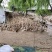 江西青年鸭基地直发全年供应量大价优可视频看货