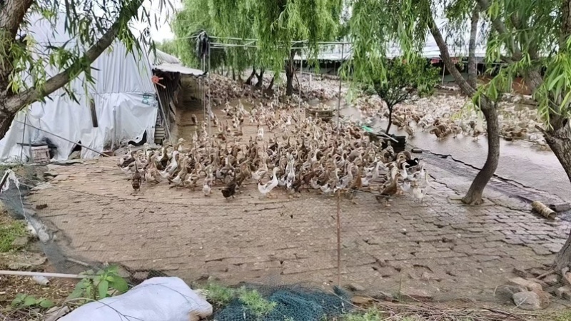 江西青年鸭基地直发全年供应量大价优可视频看货