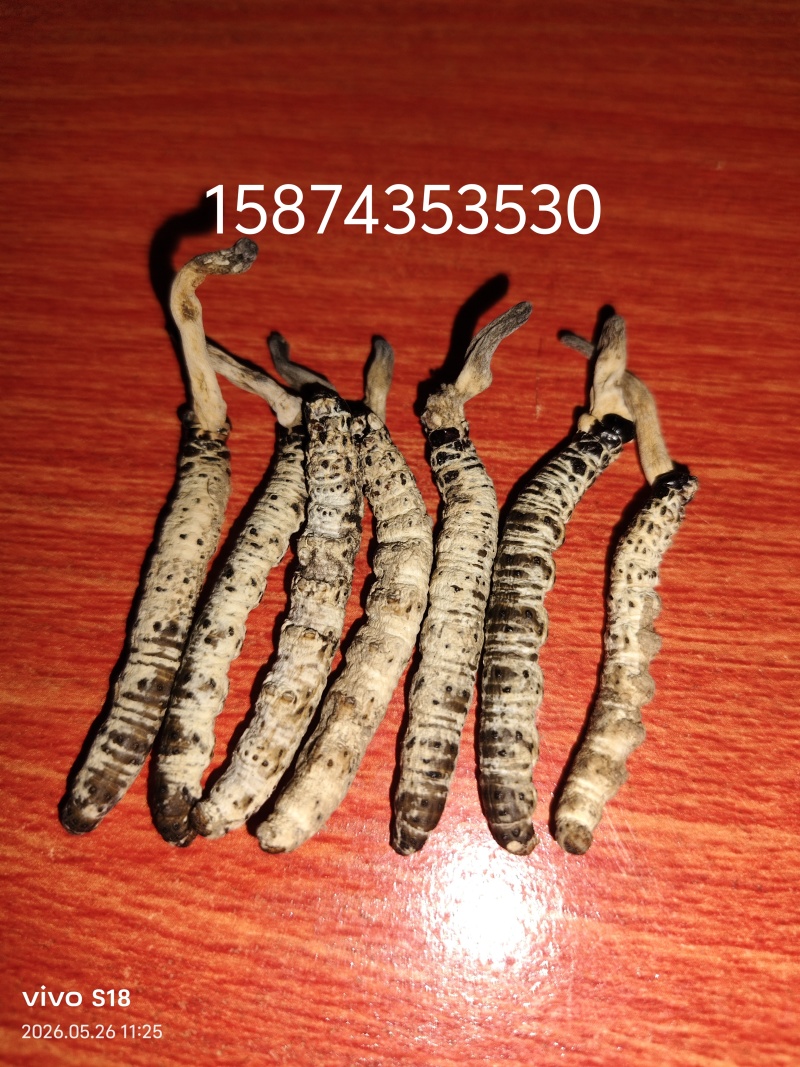 亚香棒虫草